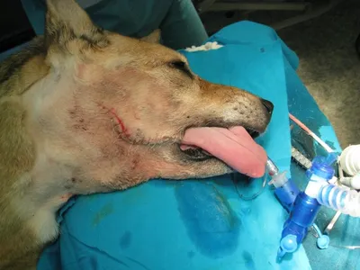 Ветеринарная клиника ИнТерра - Кожная гистиоцитома собак⠀ ⠀ 🐩Частая  доброкачественная опухоль, составляющая до 14% опухолей кожи собак.⠀ ⠀ Как  правило, она встречается у молодых собак таких пород:⠀ ▪️боксеры⠀ ▪️таксы⠀  ▪️спаниели ...