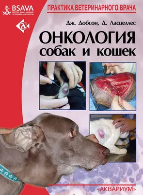 Ретриверы, мопсы, доги: какие собаки чаще рискуют умереть от рака -  Газета.Ru