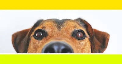 Рак носа у собак|Эстезионейробластома у собак