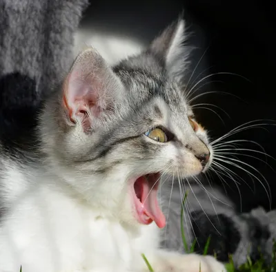 Портрет кричащего кота коричневого цвета белого света изолированного на  предпосылке нерезкости Стоковое Фото - изображение насчитывающей котенок,  красивейшее: 91363464