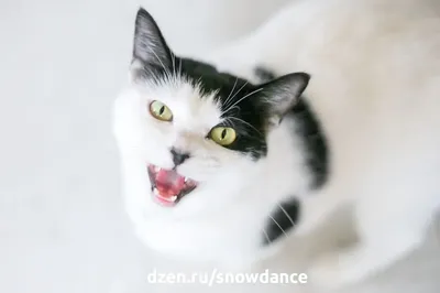 11 странных фотографий котов, созданные нейросетью | Мурчики | Дзен