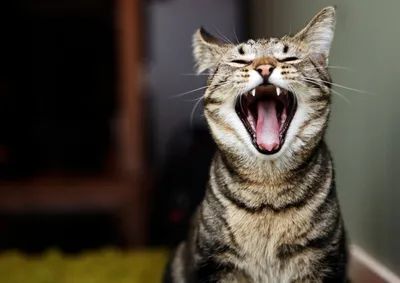 портрет кричащего кота. удивлённый кот с открытым ртом, просящий что-то.  созданный айд. Иллюстрация штока - иллюстрации насчитывающей гримаса,  пушисто: 277545480