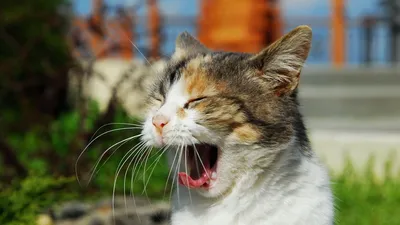Британский короткий крик голубого кота Стоковое Изображение - изображение  насчитывающей немного, смешно: 166499691