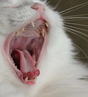 Кот в стиле картины Мунка крик» — создано в Шедевруме