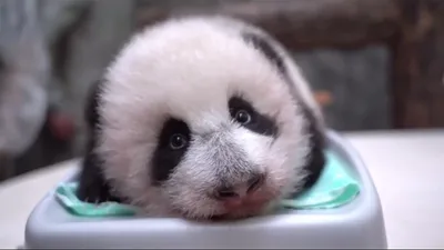 Малышка-панда из Московского зоопарка учится держать голову - KP.RU