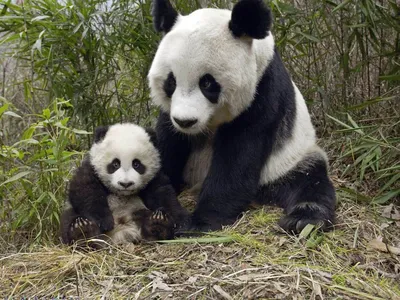 Малыш панда