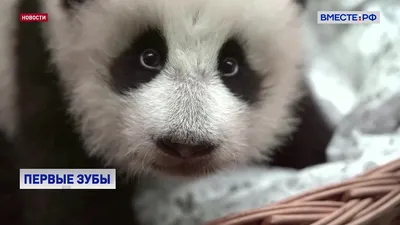 Самый милый малыш панды в Китае» — создано в Шедевруме