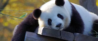 Детеныш панды из Московского зоопарка набрал более 400 граммов веса - РИА  Новости, 06.09.2023