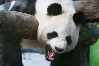 Мило и полезно: в Московском зоопарке показали процедуры панды и ее малыша