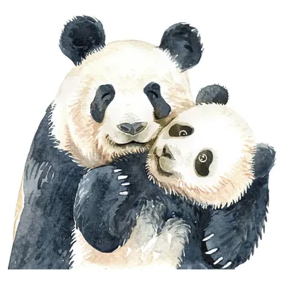 У большой панды в Московском зоопарке родился детёныш | Записки Филина |  Дзен