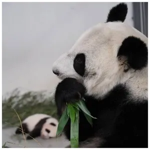 Очаровательные малыши панды | FotoRelax