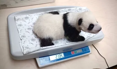 Кряхтит от удовольствия»: Московский зоопарк показал кормление малыша панды  Диндин | Вечёрка