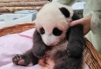 Розовая панда малыш панды нежно-…» — создано в Шедевруме