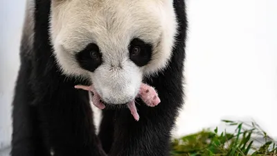 Зоологи в Вашингтоне сняли, как малыш панды делает первые шаги