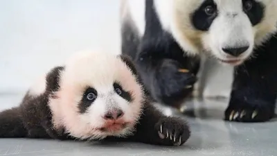 Малыш панды (45 лучших фото)