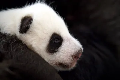 Грустный малыш, панды с бамбуком во…» — создано в Шедевруме