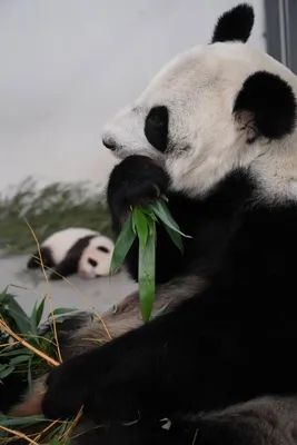 Три месяца отмечает малышка-панда из Московского зоопарка