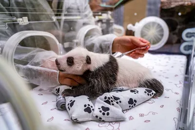 Малышка панда из Московского зоопарка начала различать предметы и запахи