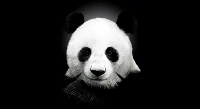 Милый детёныш панды с большими глазами — Рисунки на аву