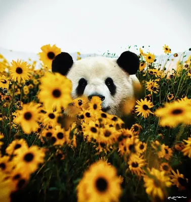 Картинки панды на аву (53 фото)
