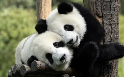 Панда в природе (51 фото) - 51 фото