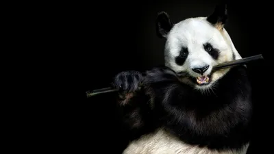 Большая панда рисунок - 74 фото
