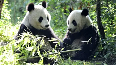 Фон панды (64 фото)