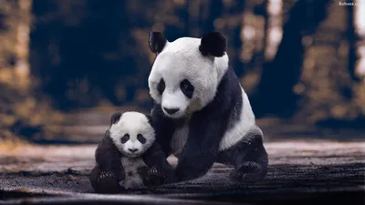 Панда в природе (51 фото) - 51 фото