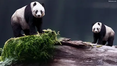 Обои Животные Панды, обои для рабочего стола, фотографии животные, панды,  осень, лес, медвежонок, панда Обои для рабочего стола, скачать обои  картинки заставки на рабочий стол.