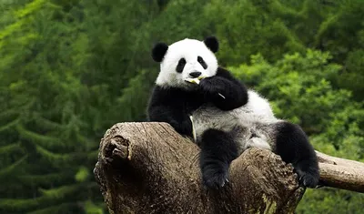 Фиолетовая панда - 83 фото