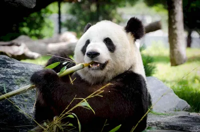 Обои панда, сидит, дереве, раздел Животные, размер 1680x1050 - скачать  бесплатно картинку на рабочий стол и телефон
