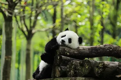 Обои кушают, кунг-фу панда, сидят, панды, взгляд, kung fu panda на рабочий  стол
