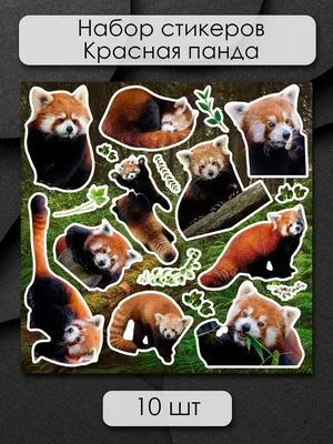 Силиконовый чехол для iPhone X (10) с принтом «Большеглазая панда» — купить  в интернет-магазине Case Place
