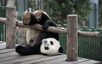 красная панда видео панда живой видеоклип, покажи мне фото красной панды  фон картинки и Фото для бесплатной загрузки
