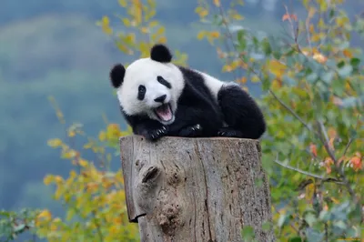 Обои Животные Панды, обои для рабочего стола, фотографии животные, панды,  осень, лес, медвежонок, панда Обои для рабочего стола, скачать обои  картинки заставки на рабочий стол.
