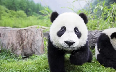 Обои красная панда, панда, лапа, животное, листья картинки на рабочий стол,  фото скачать бесплатно