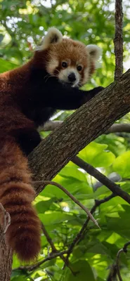 Красная панда, дикая природа Обои 828x1792 iPhone 11, XR