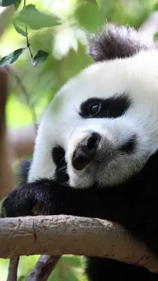 Обои на телефон панда, пятна, ветка, сидеть - скачать бесплатно в высоком  качестве из категории \"Животные\"
