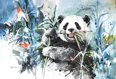 Панда рисунок - 38 фото