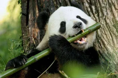 Фото панды с бамбуком 