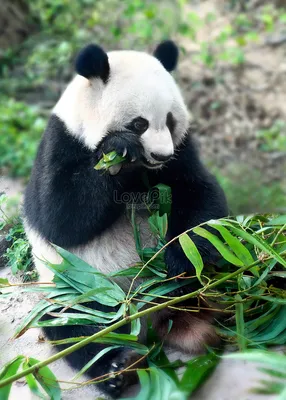 Панда и бамбук - милое забавное изображение» — создано в Шедевруме