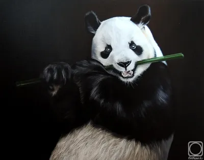 Китайцы установили, что гигантские панды питались бамбуком еще 7 миллионов  лет назад | Українські Новини