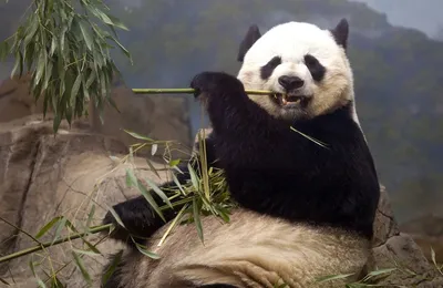 Панда ест бамбук» — создано в Шедевруме