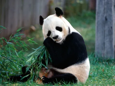 Панды могут съесть более 10 кг бамбука в день | Факты обо всем | Дзен