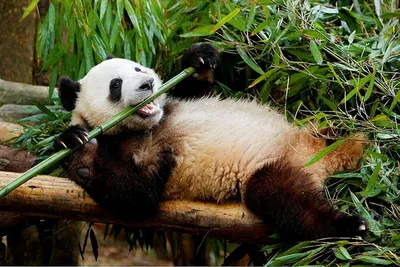 Как нарисовать панду на бамбуке - 33 фото