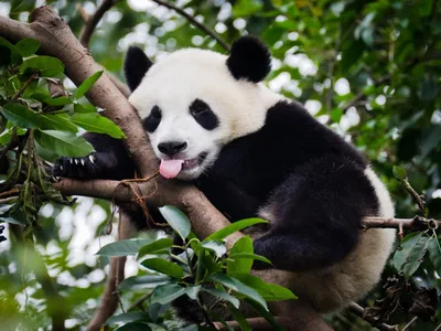 Панда ест бамбук. редкий и угрожающий черно-белый медведь. создан нейронный  интерфейс Иллюстрация штока - иллюстрации насчитывающей одичало, угрожано:  274521092