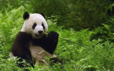 Обои на рабочий стол Панда кушает бамбук, обои для рабочего стола, скачать  обои, обои бесплатно