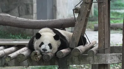 7 шт., фигурки панды с бамбуком | AliExpress