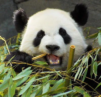 Панда Ест Бамбук — стоковые фотографии и другие картинки Большая панда -  Большая панда, Панда, Бамбук - iStock