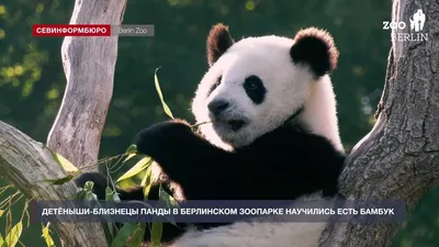 Старается»: Московский зоопарк показал, как малышка-панда пытается есть  бамбук
